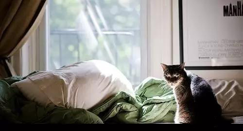 主子們，我不信你們家的貓咪面對浴霸還能有這番操作？